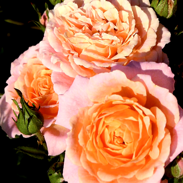Peach Clementine