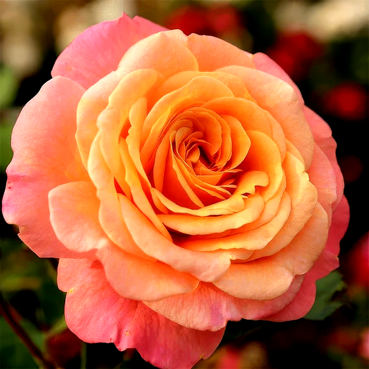 Peach Melba