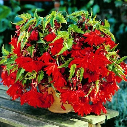 Pendula Cascade Dark Red