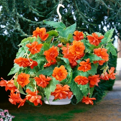 Pendula Cascade Orange