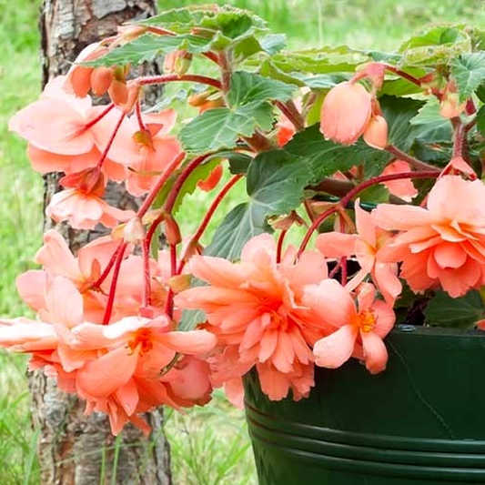 Pendula Cascade Salmon
