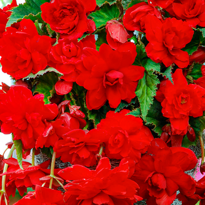 Pendula Cascade Scarlet