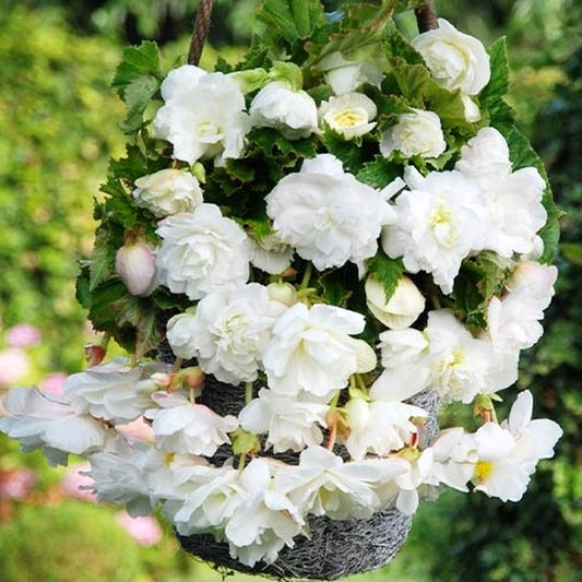 Pendula Cascade White