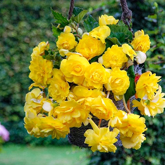 Pendula Cascade Yellow