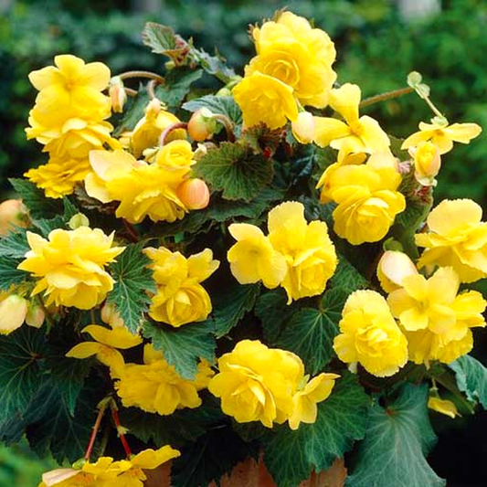 Pendula Yellow