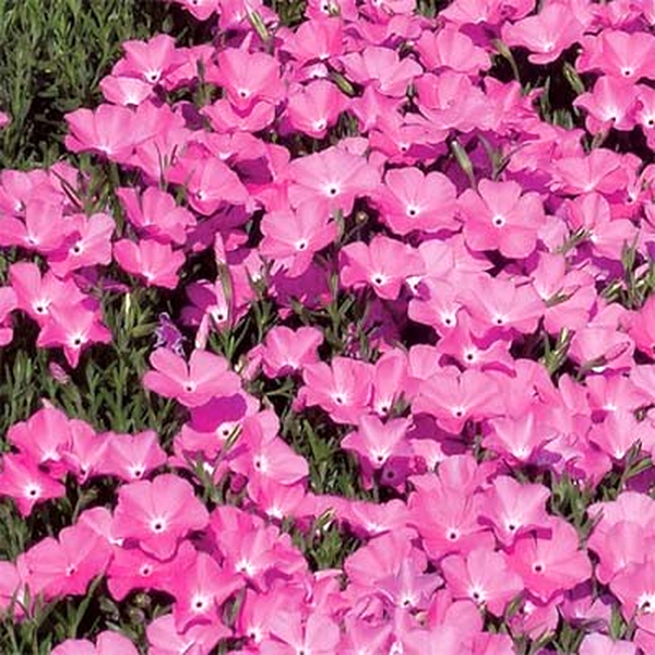 Perfect Pink