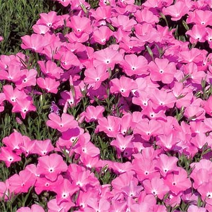 Perfect Pink