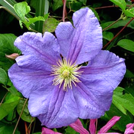 Perle d'Azur