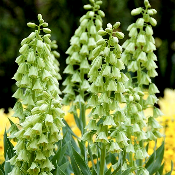 Persica Alba