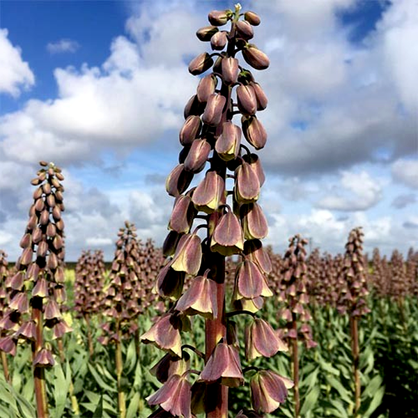 Persica Magic Bells