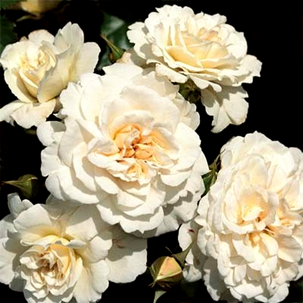 Petticoat