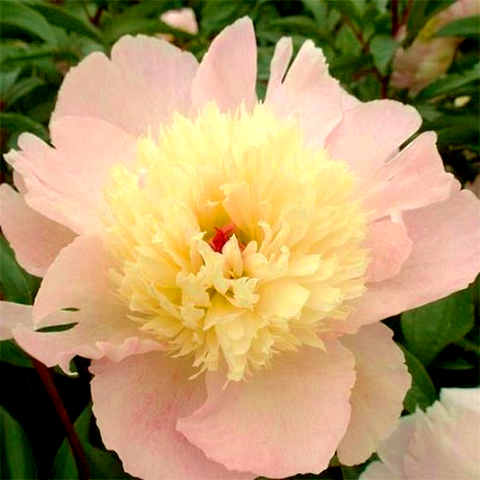 Petticoat Flounce