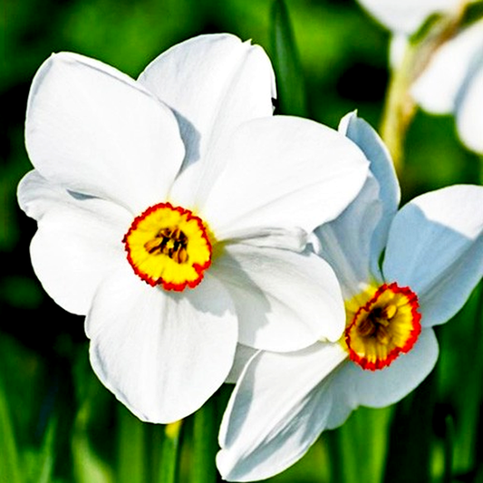 Pheasant's Eye