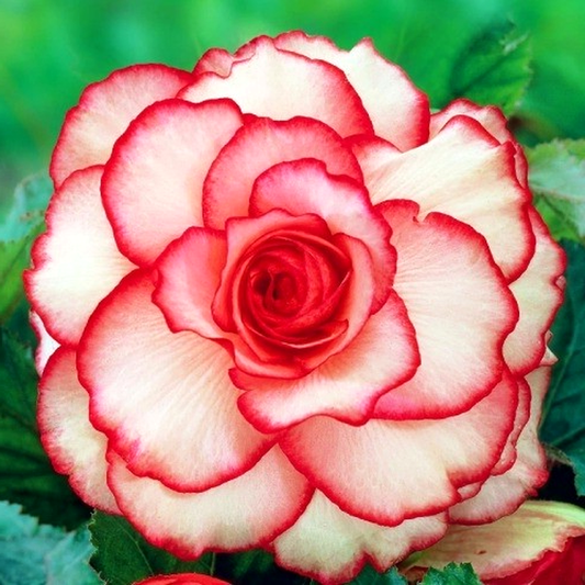 Picotee White Red