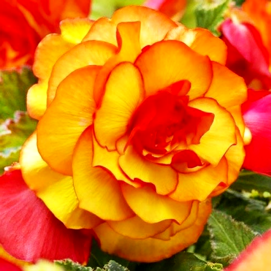 Picotee Yellow Red