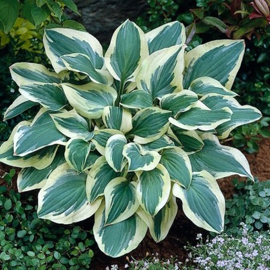 Piligrim