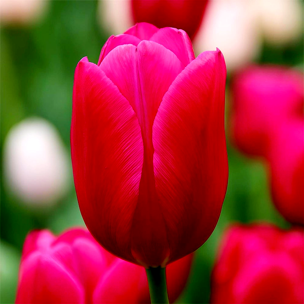 Pink Ardour