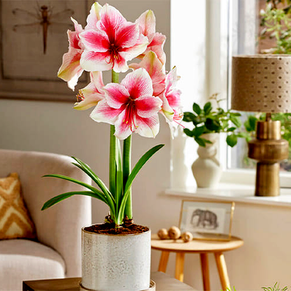 Pink Beauty