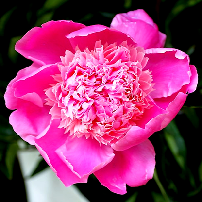 Pink Cameo