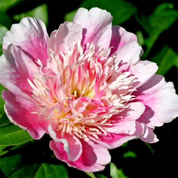 Pink Chiffon