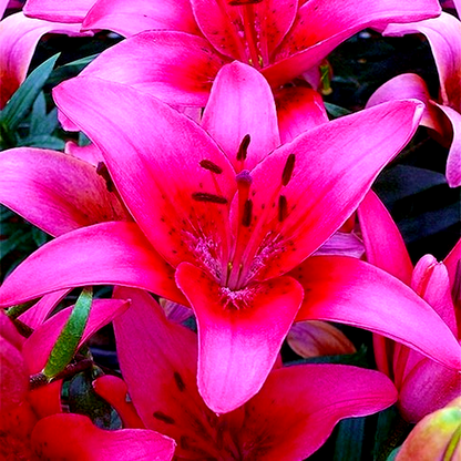 Pink County