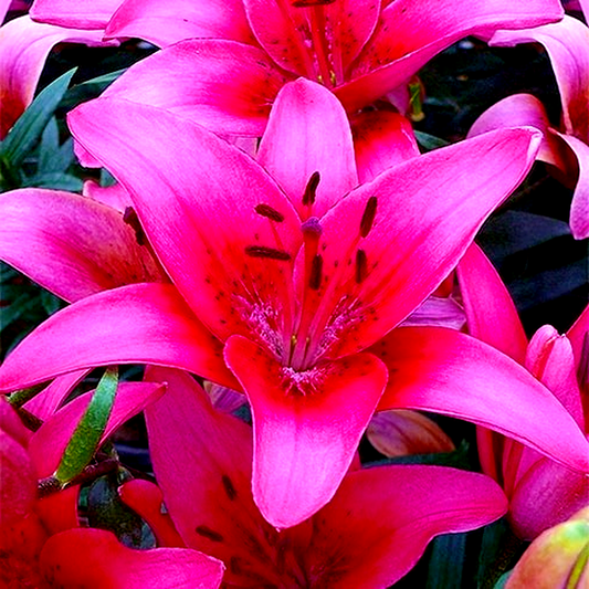 Pink County