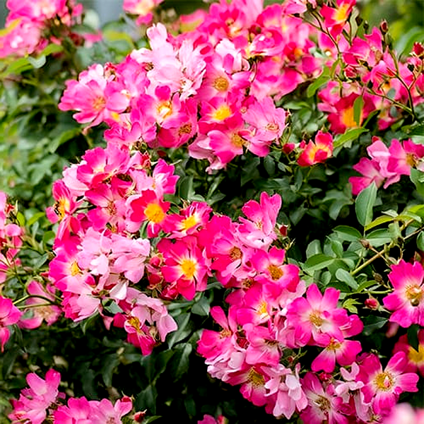 Pink Drift