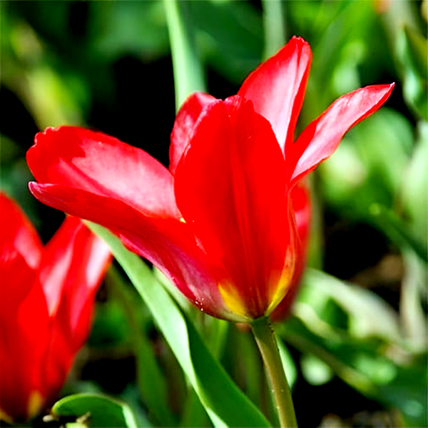 Pink Dwarf
