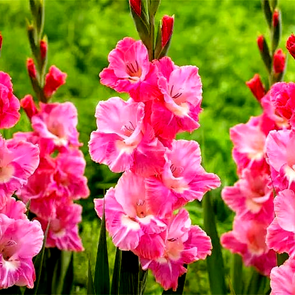 Pink Event
