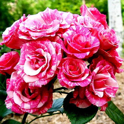 Pink Flash