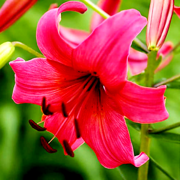 Pink Flight