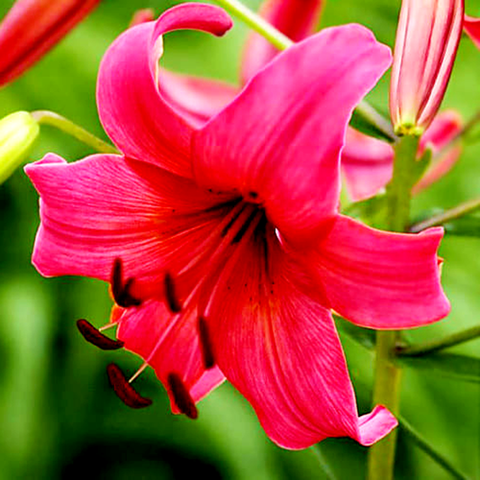 Pink Flight
