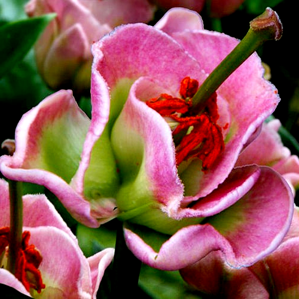 Pink Fudge
