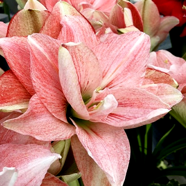 Pink Glory