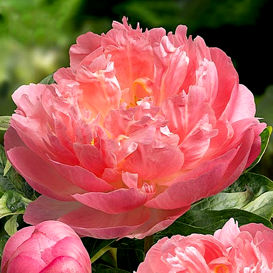 Pink Hawaiian Coral