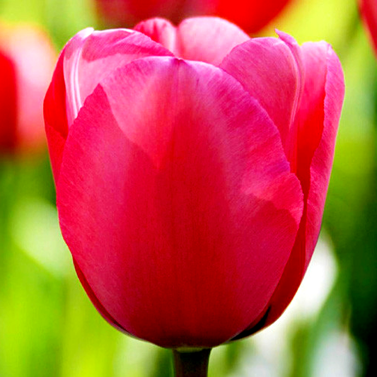 Pink Impression