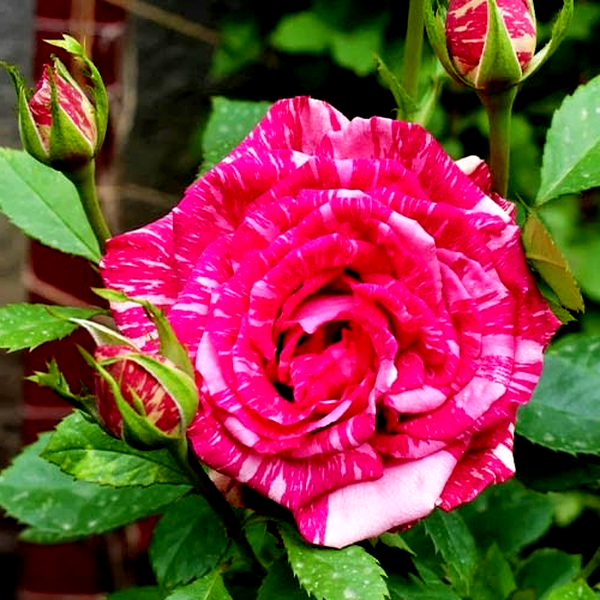 Pink Intuition