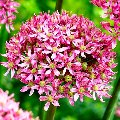 Pink Jewel