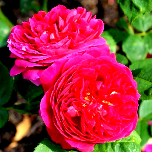 Pink Musimara