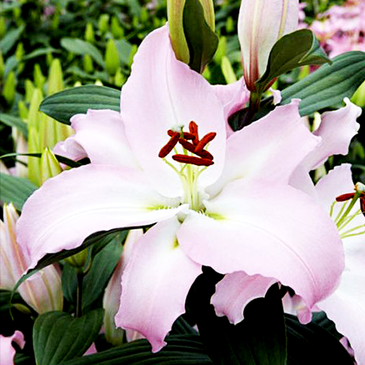 Pink News