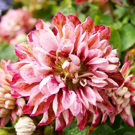 Pink Passion