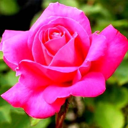 Pink Peace