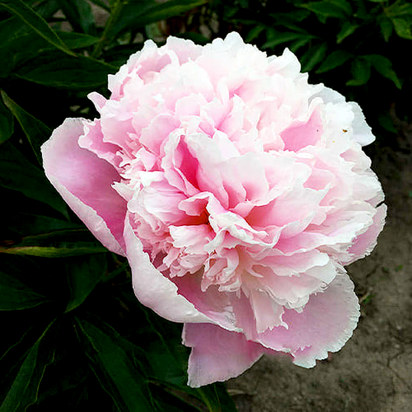 Pink Pearl