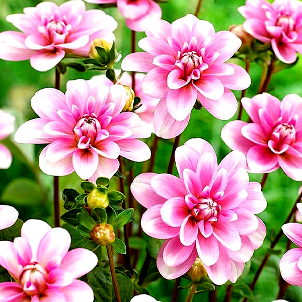 Pink Perception