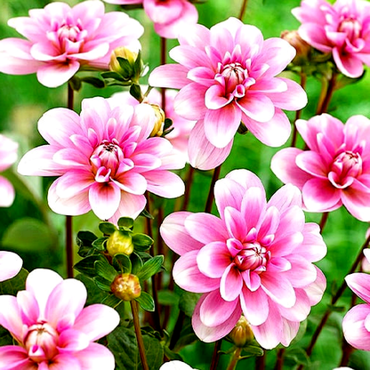 Pink Perception