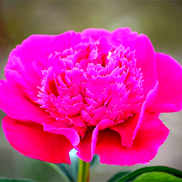 Pink Pom Pom