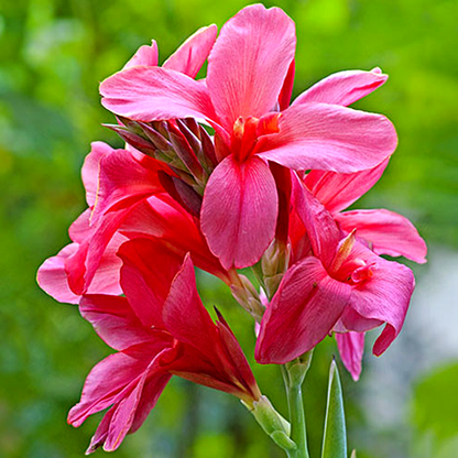 Pink President