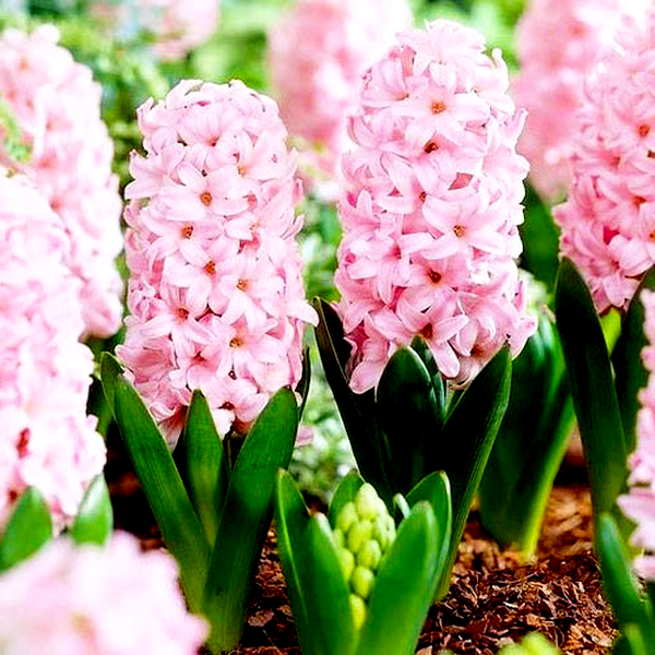 Pink Surprise