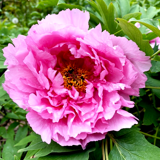 Pink Water-lily