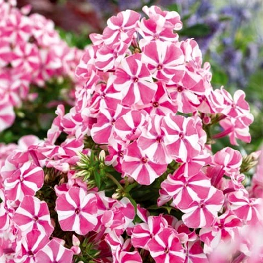 Pink Windmill